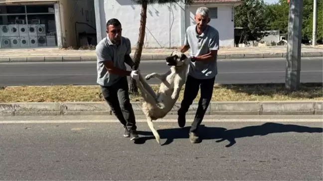 Düzenleme TBMM'den geçti, başıboş köpekleri ilk toplayan DEM Partili Silvan belediyesi oldu