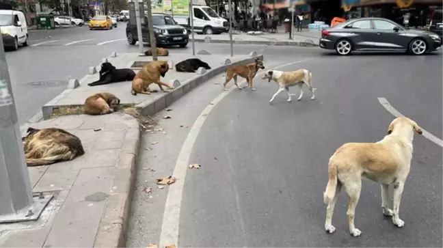 Sahipsiz köpeklere yönelik düzenlemeleri de içeren kanun yürürlüğe girdi