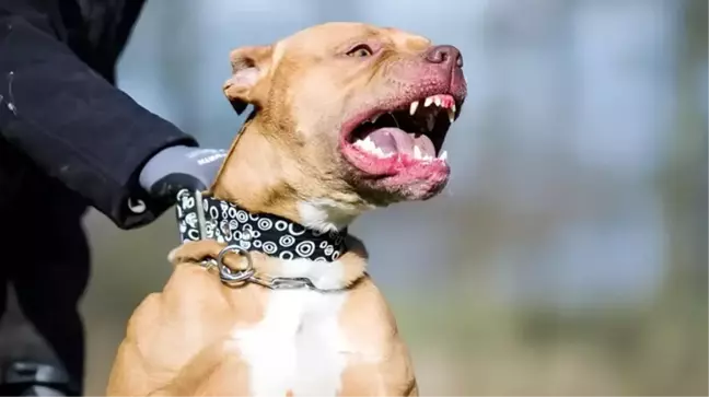 ABD'de 3 aylık bebek, pitbull saldırısında feci şekilde can verdi