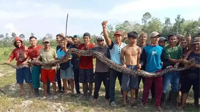 Endonezya'da 5 metre uzunluğundaki yılan, yaşlı kadını yuttu