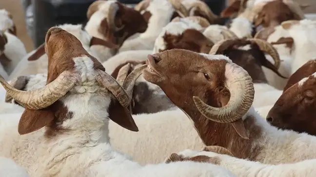 2025 Kurban Bayramı tatili kaç gün, hangi günler?