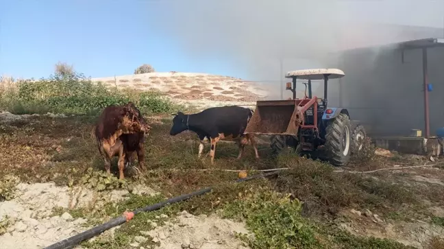 Selendi'de Ahır Yangını: Bir Yaralı, İki Hayvan Telef Oldu