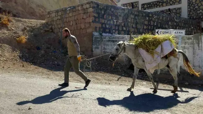 Gönüllü Köyü'nde Asırlık Gelenek: Pirinç Hasadı