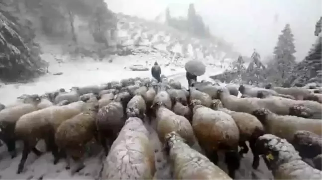 Doğu Karadeniz'de Çobanlar Kış Hazırlığı İçin Yaylalardan Mezralara İndi