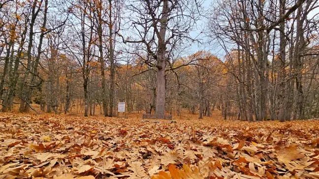 Sonbaharın gözdesi olan ormana özel izinle girilebiliyor, dünyada tek