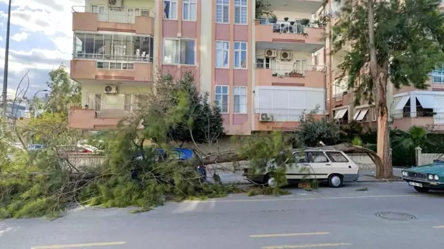 Mersin Silifke'de Fırtına Ağaçları Devrip Camları Kırdı