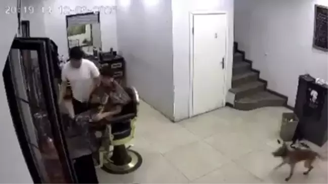 Kocaeli'de Kuaförde Köpek Kargaşası: Müşteriyi Isırdı