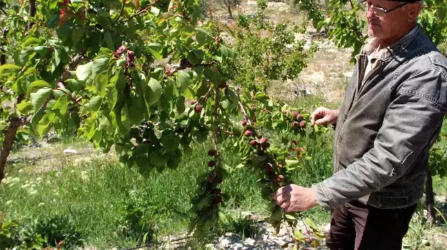 Mersin'in Mut İlçesinde Zirai Don Hasarı Yüzde 30