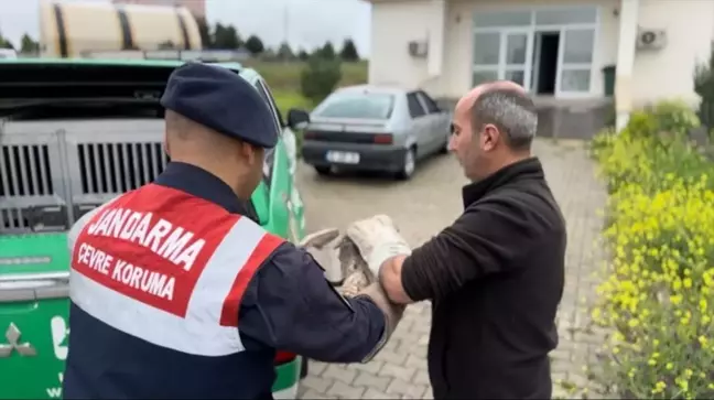 Yaralı Kaya Kartalı Tedavi Altına Alındı