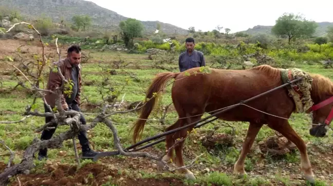 Gercüş'te Araziler Atlarla Sürülüyor