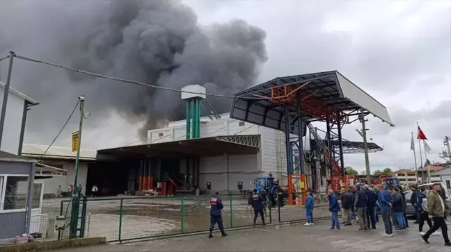 Karasu'da Fındık Kırım Fabrikasında Yangın