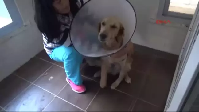 Izmir - Iki Bacağına Ateş Edilen Köpeği Ingiliz Çift Sahiplendi