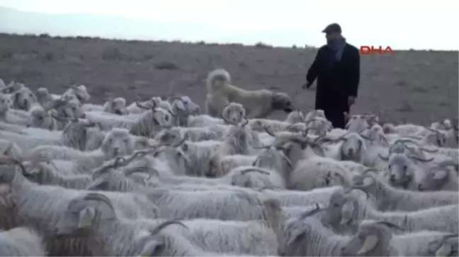 Ankara'da 'Çiftçiler,yetiştiriciler ve Çobanlar Fuarı' Düzenlenecek
