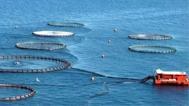 Karaburun'da Kurulması Planlanan Balık Çiftlikleri
