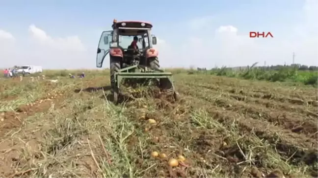 Sandıklı Patates Üreticisi 2 Yıldır Zararda