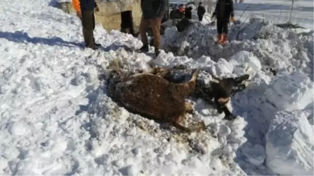Muş'ta Kar Yağışı