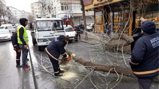 Dha İstanbul- Meşrubat Kamyonu Ağacı Kökünden Söktü