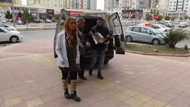 El Bab'da Yaralanan Sokak Köpeği Gaziantep'e Getirildi