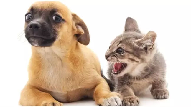 Kediler de 'Köpekler Kadar Akıllı'