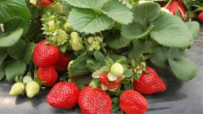 Anamur Çileği İçin Fiyat Anlaşması Yapıldı