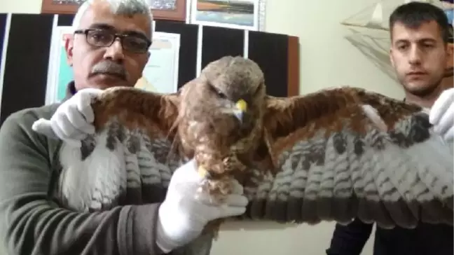 Yaralı Şahin Tedavi Edilecek