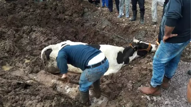 Çamura Batan İneği İtfaiye Kurtardı