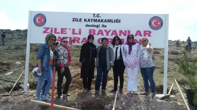 Bayanlardan Zile'ye Hatıra Ormanı