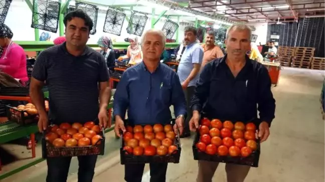 Domates Hızla Ucuzluyor