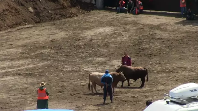 Artvin'de Kıran Kırana Boğa Güreşi