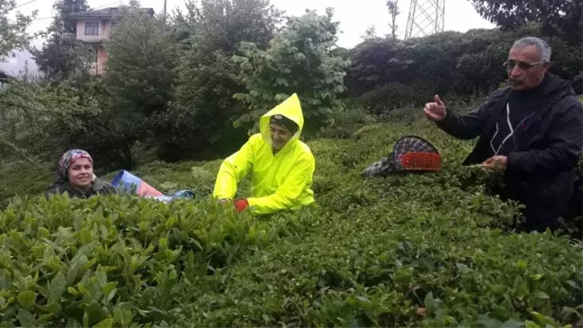 Rize'de Yaş Çay Hasadına Başlandı