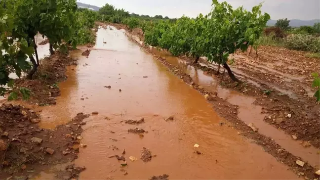 Denizli'de Sağanak ve Dolu Tarlalara Zarar Verdi