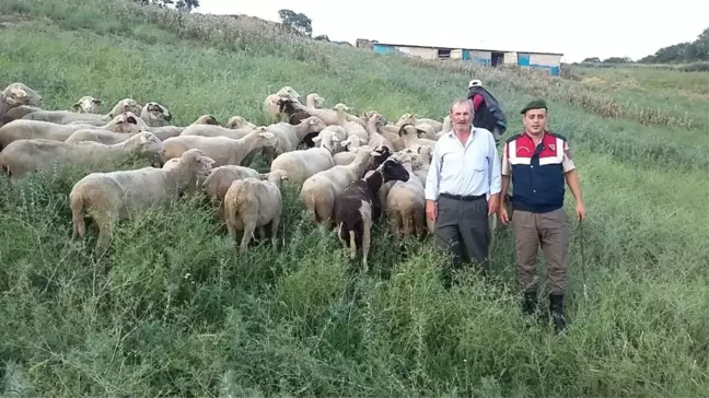 Çanakkale'de Hayvan Hırsızlığı