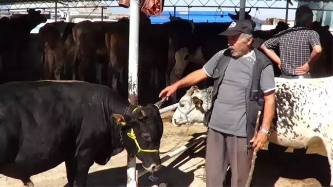 Bunlar da 'Organik' Kurbanlık