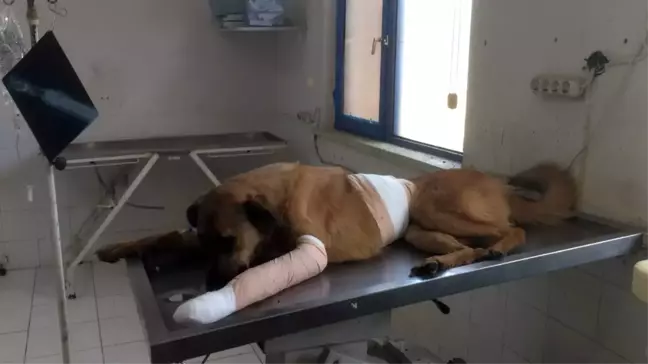 Antalya'da Sokak Köpeğine Kurşun Yağmuru