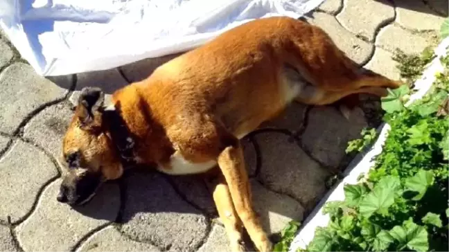 Muğla'da Sokak Köpeklerinin Zehirlenerek Öldürüldüğü İddiası