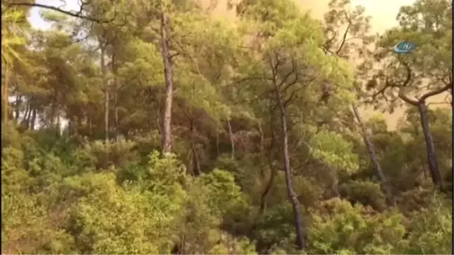 Muğla'da Orman Yangını