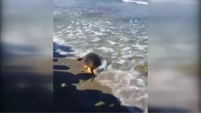 1,5 Yıl Tedavi Gören Caretta Caretta Denize Bırakıldı