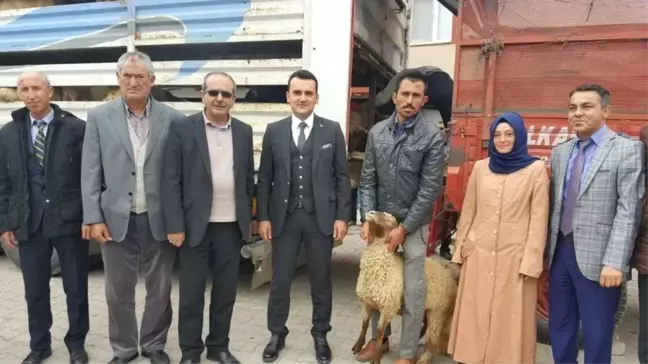 Aslanapa'da 222 Adet Küçükbaş Hayvan Dağıtıldı