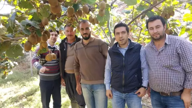 Erdemli'de Çiftçilere Kivi Yetiştiriciliği Eğitimi Verildi