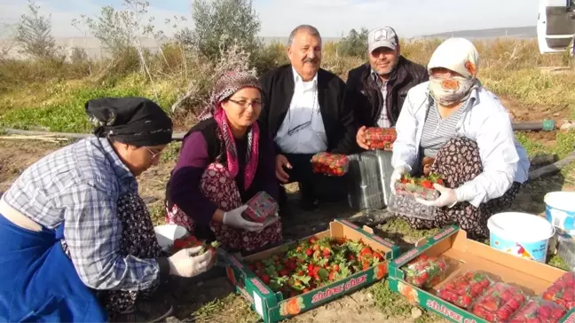 Mersin'de Kış Ortasında Açıkta Çilek Hasadı