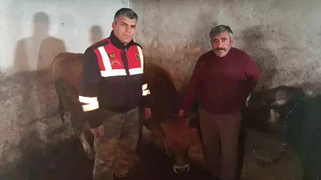 Tokatlı Çiftçi Besilik Hayvanlarına 3 Ay Sonra Kavuştu