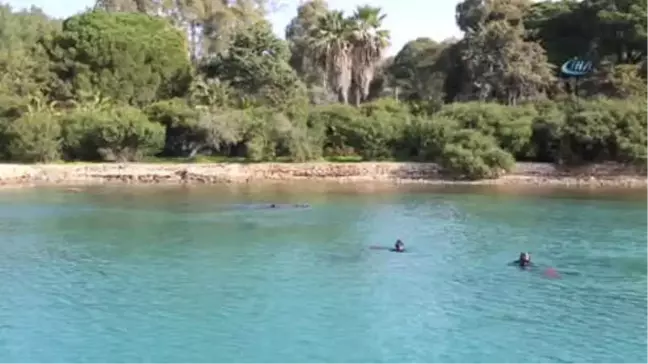 Güvercinlik Sahilinde Yarım Ton Atık Çıkarıldı