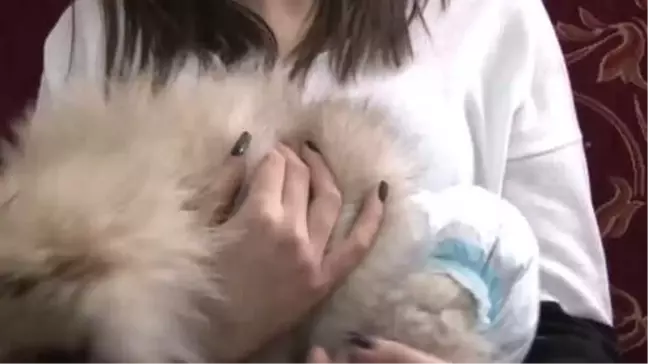 Üniversite Öğrencisi, Yavru Köpeklere