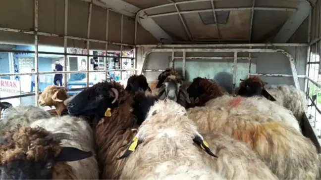 Zeytin Dalı Harekatı İçin Şükür Kurbanı Kesildi