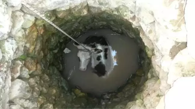 Su Kuyusuna Düşen İnek Kurtarıldı