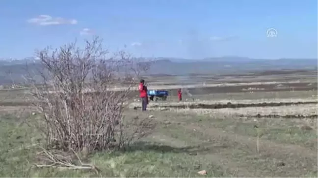 Asırlık Kırmızı Buğday Yeniden Toprakla Buluştu