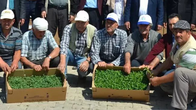 Belediyeden Vatandaşlara Sebze Fidanı
