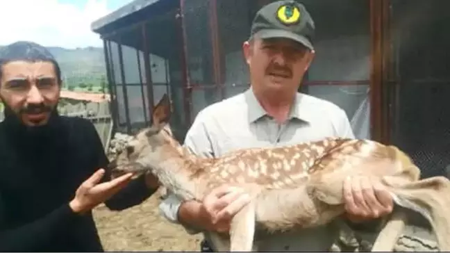 Yaralı Yavru Kızıl Geyik Tedavi Edilecek