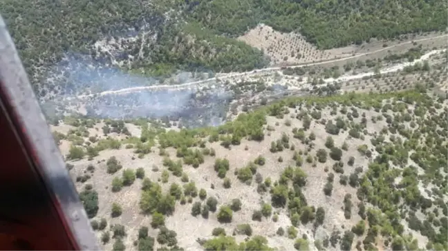 Denizli'de Çıkan Yangında Genç Fidanlar Yandı