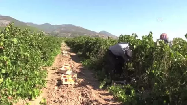 Hassalı Üzüm Üreticisini